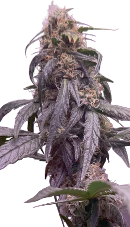 Close-up of a cannabis plant with purple leaves on a white background