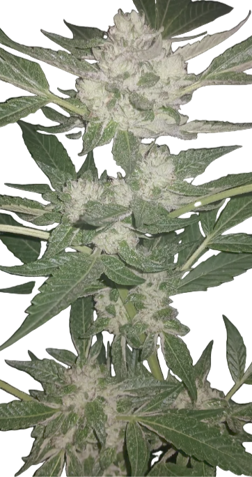 Close-up of a cannabis plant with green leaves and white buds on a white background