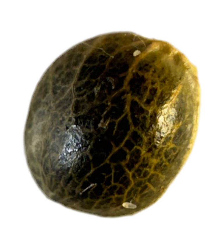 Close-up of a cracked brown seed pod on a white background