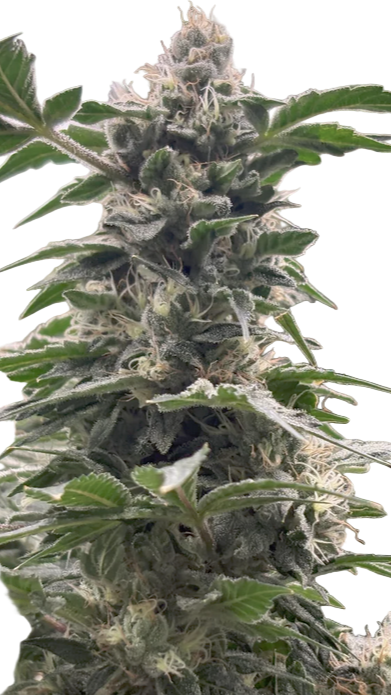 Close-up of a cannabis plant with a white background