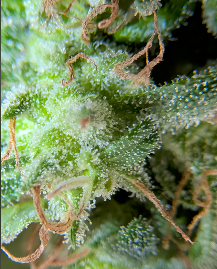 Close-up of a cannabis plant with trichomes on its surface
