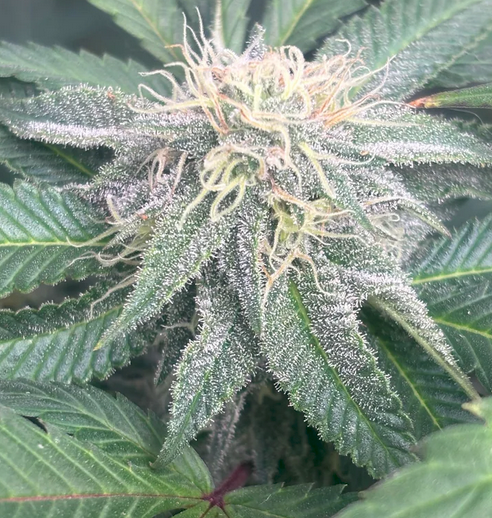 Close-up of a cannabis plant with detailed leaves and buds.