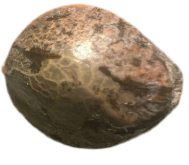 Close-up of a textured brown cannabis seed on a white background