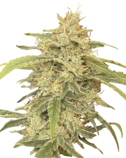 Close-up of a cannabis plant on a white background