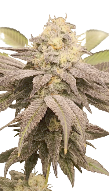 Close-up of a cannabis plant with dense trichomes on a white background