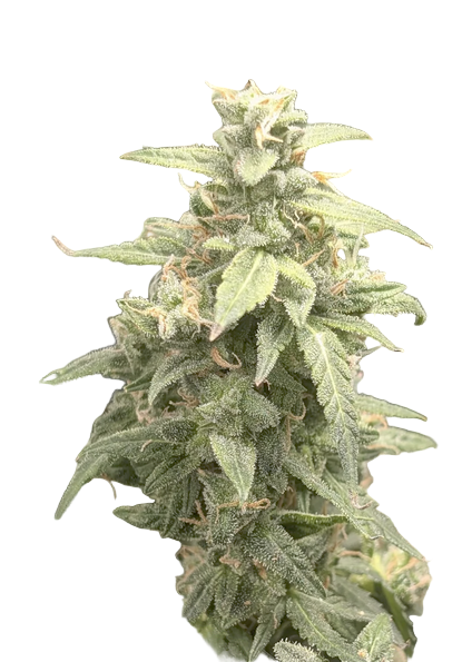 Close-up of a cannabis plant on a white background