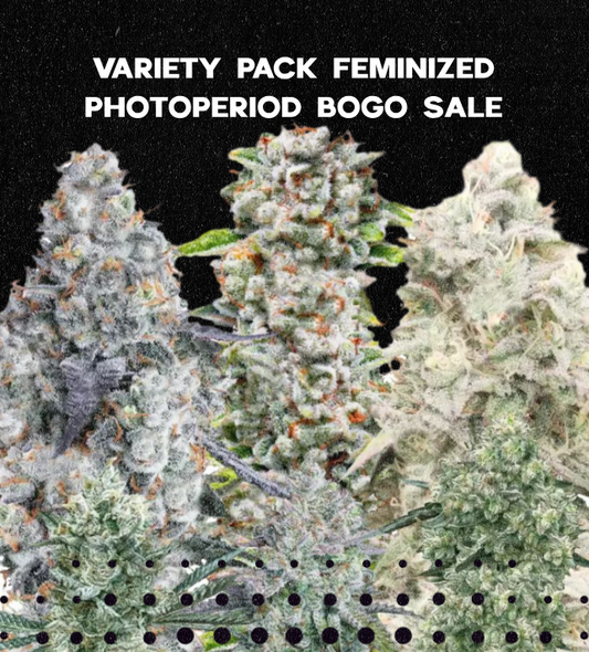 Feminized photoperiod cannabis plants with promotional text on a black background