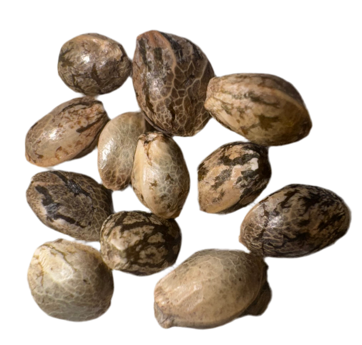 Collection of brown seeds on a white background