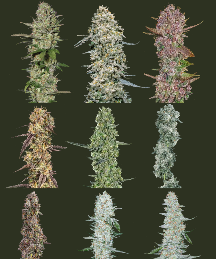 A collection of nine different cannabis plants in various stages of growth, showcasing a range of colors and textures.