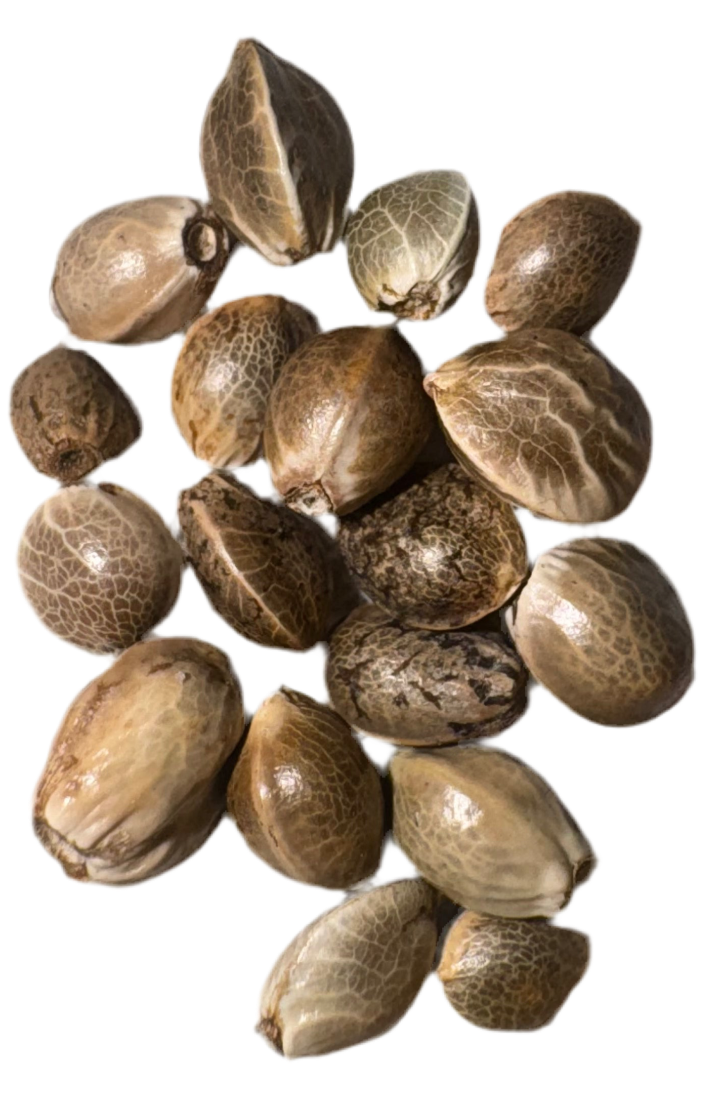 Collection of brown seed pods on a white background