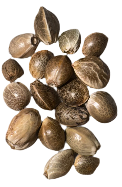 Collection of brown seed pods on a white background