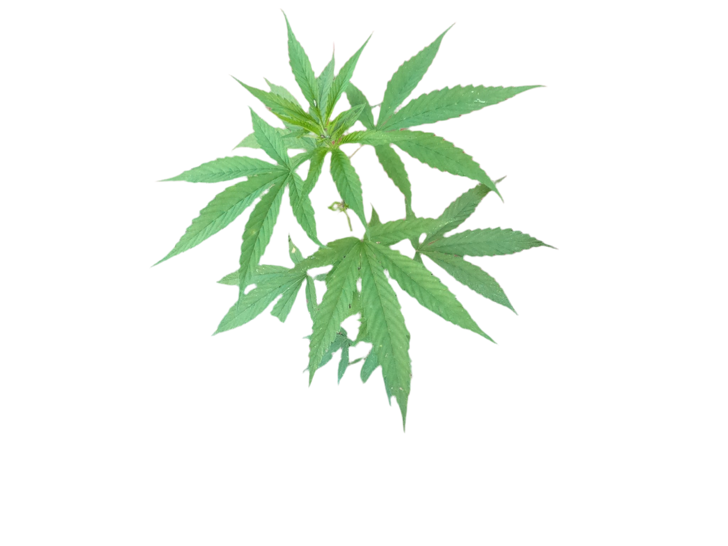 Green cannabis leaves on a white background
