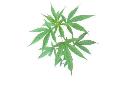 Green cannabis leaves on a white background