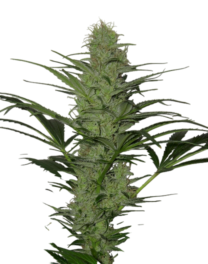 Close-up of a cannabis plant on a white background