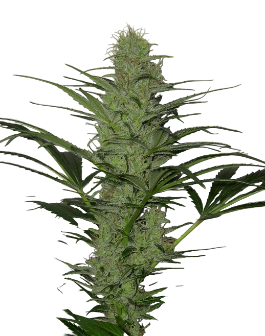 Close-up of a cannabis plant on a white background