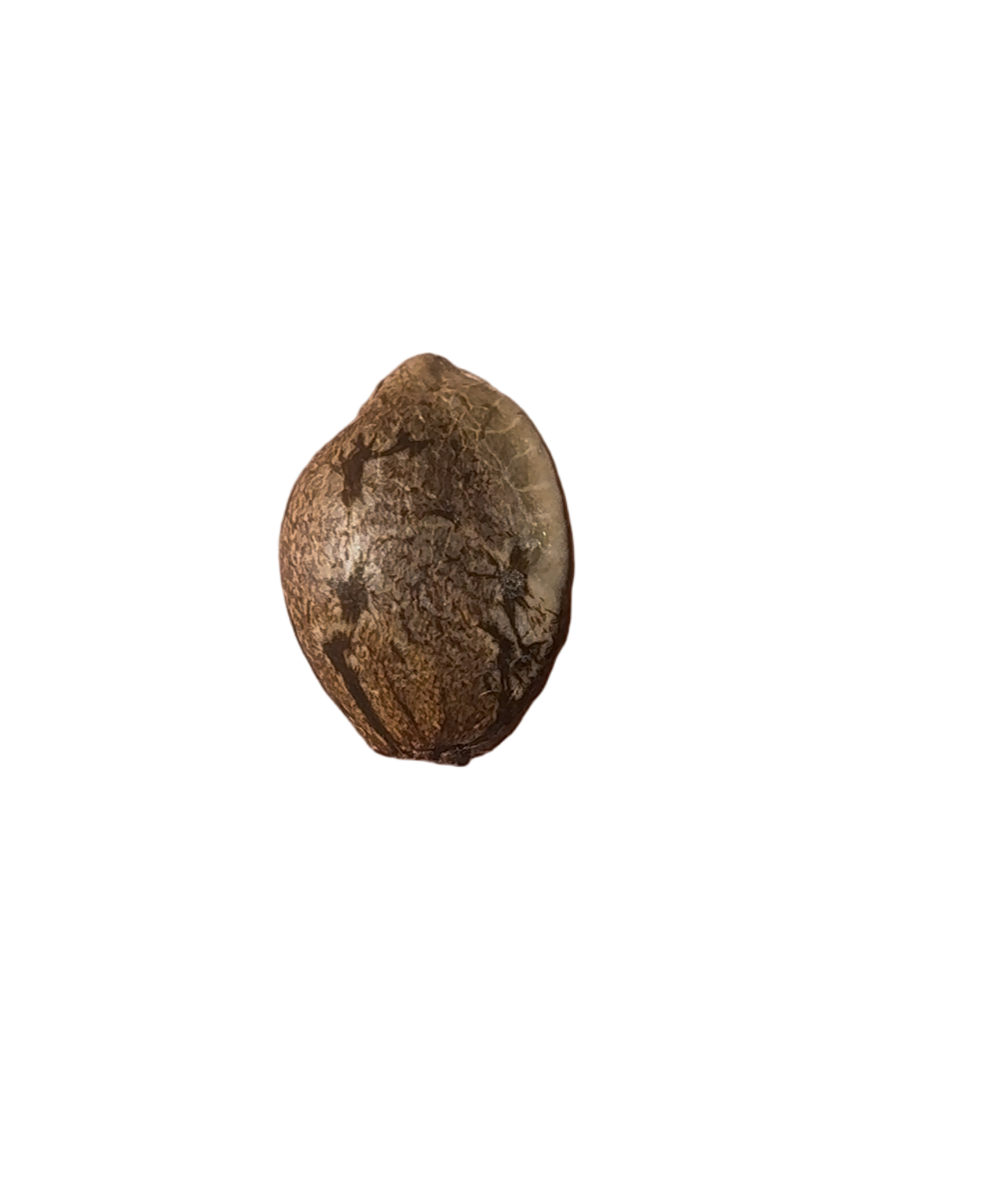 Small brown seed on a blank background