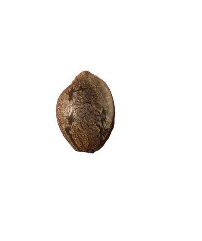Small brown seed on a blank background