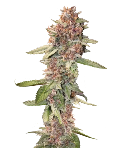 Super Lemon Skunk Feminized Single Seed