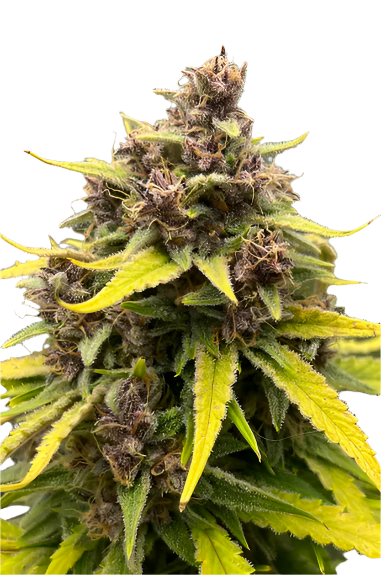 Close-up of a cannabis plant with green leaves and visible buds on a white background