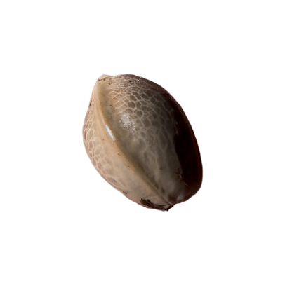 Brown seed pod on a white background