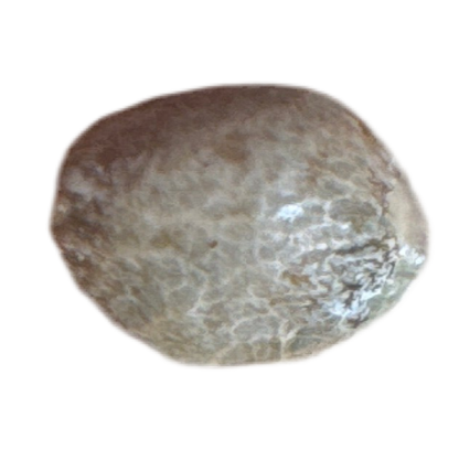 Round stone color cannabis seed on a white background