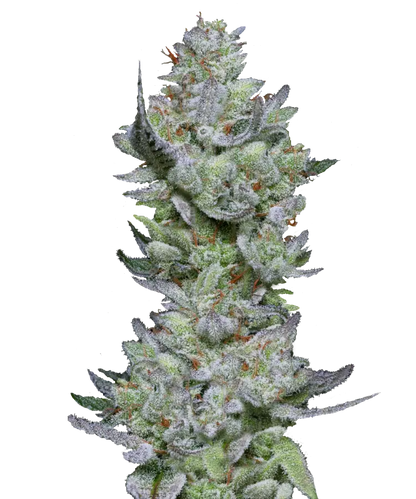 Pound Cake Feminized Single Seed