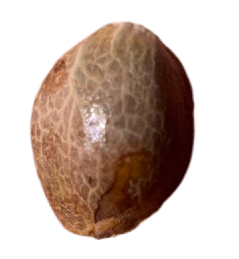 Close-up of a textured brown cannabis seed on a white background