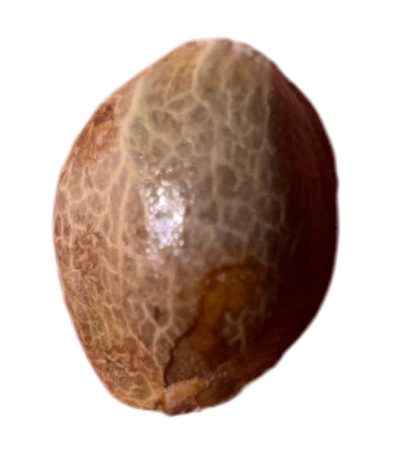 Close-up of a textured brown cannabis seed on a white background