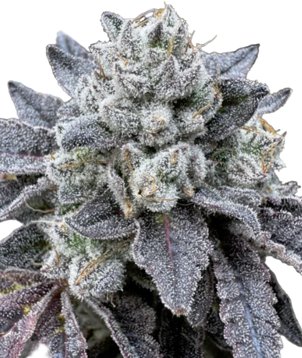 Close-up of a cannabis plant with frosty buds on a white background