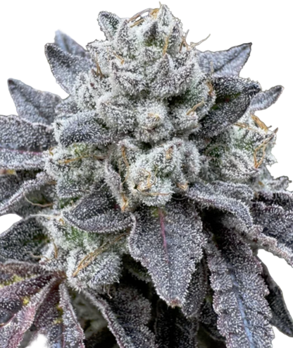 Close-up of a cannabis plant with frosty buds on a white background