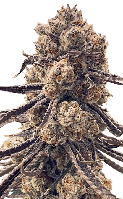 Close-up of a cannabis plant bud on a white background