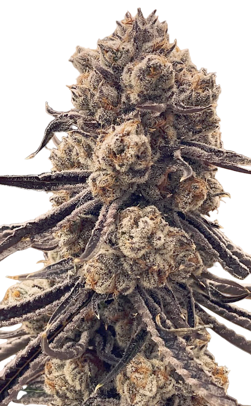 Close-up of a cannabis plant bud on a white background