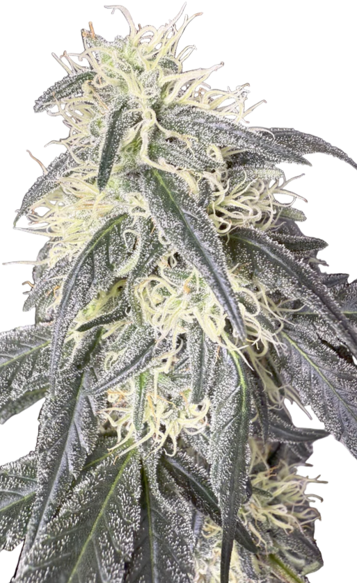 Close-up of a cannabis plant with green and purple hues on a white background