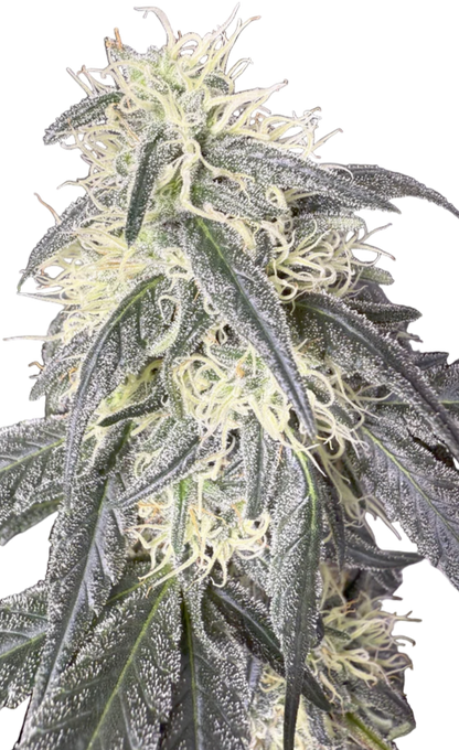 Close-up of a cannabis plant with green and purple hues on a white background