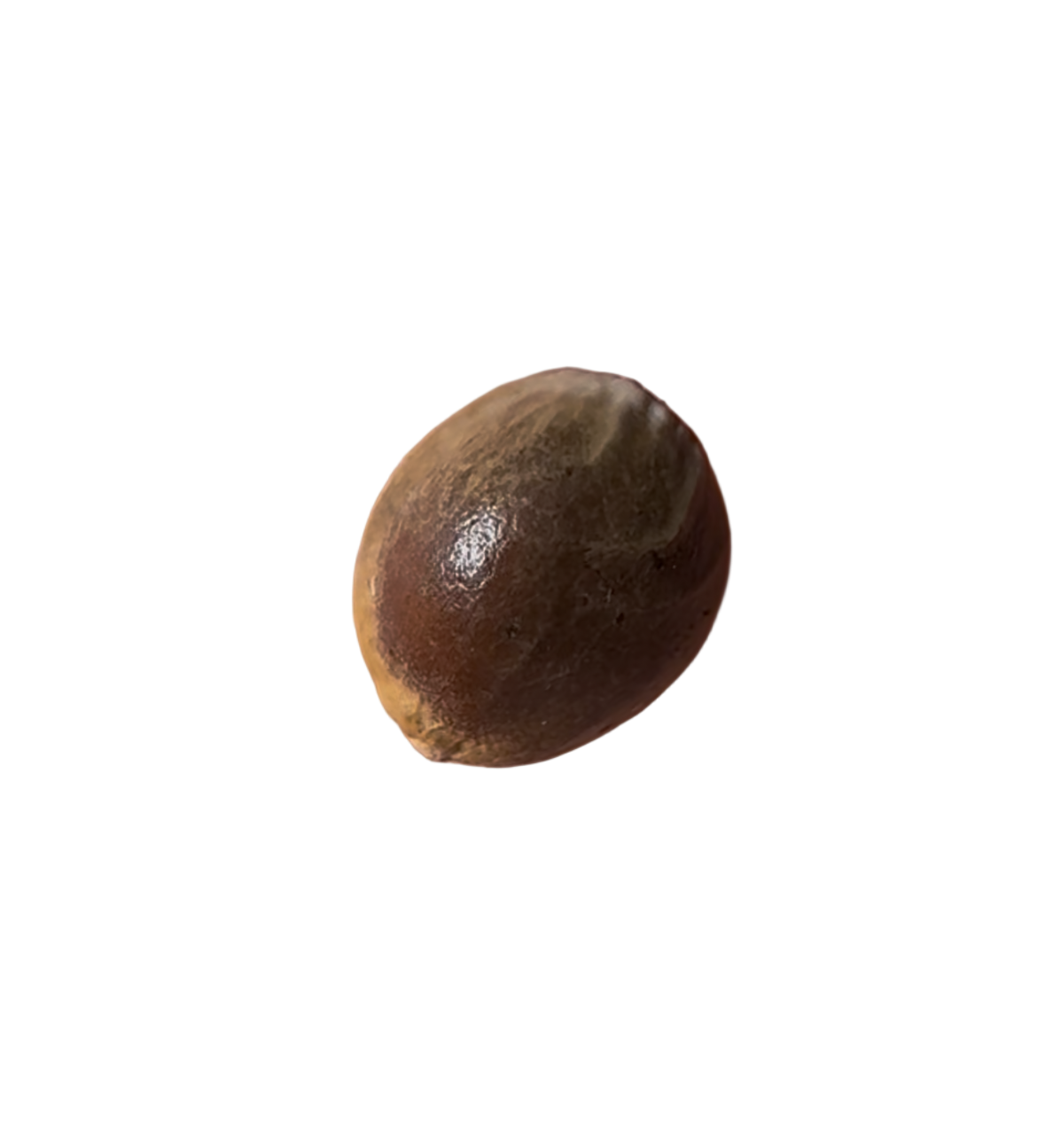 Close Up of A Brown Cannabis Seed 