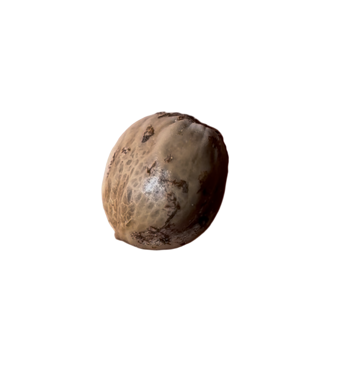 Coconut color cannabis seed on a white background