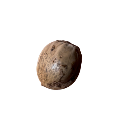 Coconut color cannabis seed on a white background