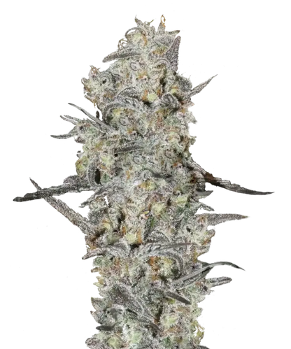 MAC Feminized Single Seed