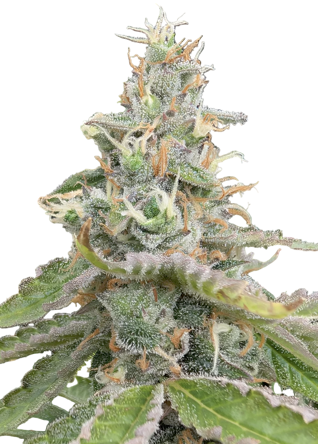 Close-up of a cannabis plant with green leaves and orange buds on a white background