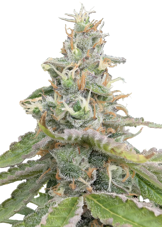 Close-up of a cannabis plant with green leaves and orange buds on a white background