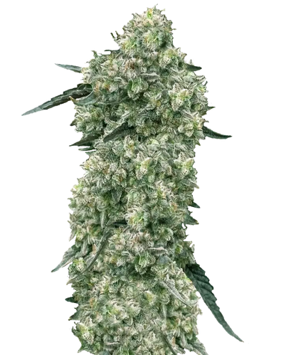 Big Melon Feminized Single Seeds