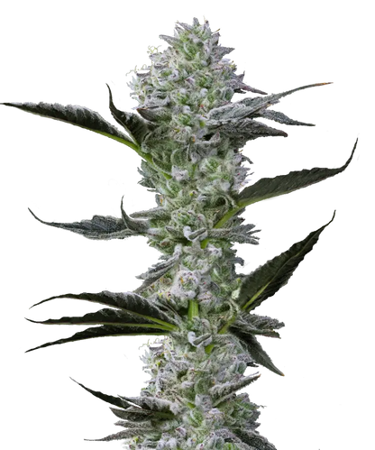 Green Dragon Feminized Single Seed