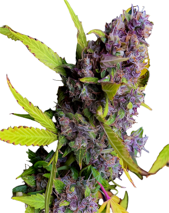 Close-up of a cannabis plant with purple buds and green leaves on a white background