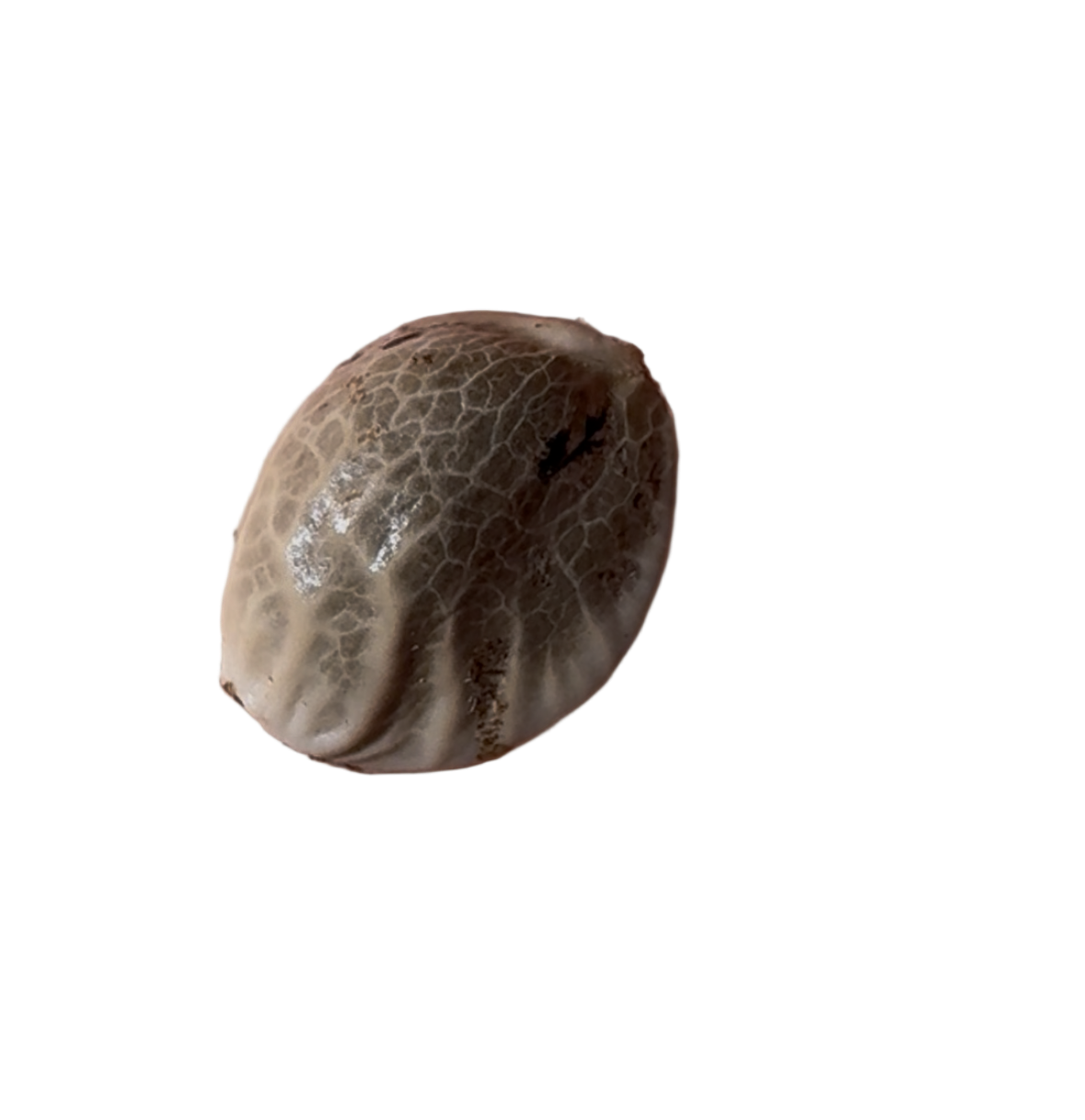 Close Up Of A detailed, textured cannabis seed on blank background