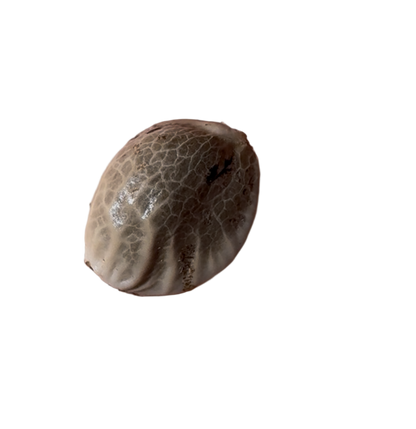 Close Up Of A detailed, textured cannabis seed on blank background