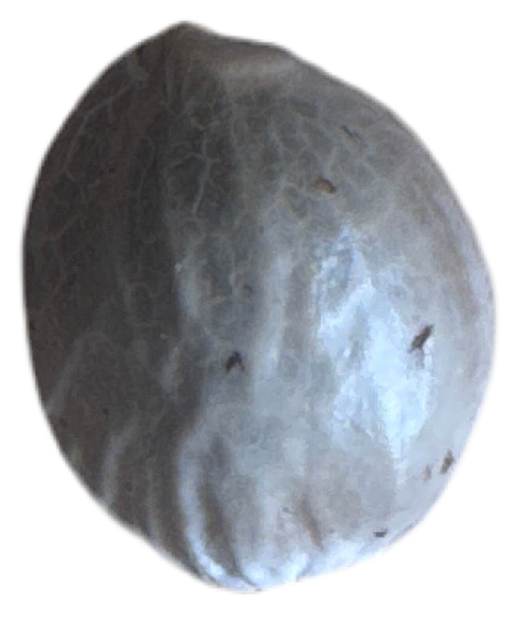 Round stone color seed with a textured surface on a white background