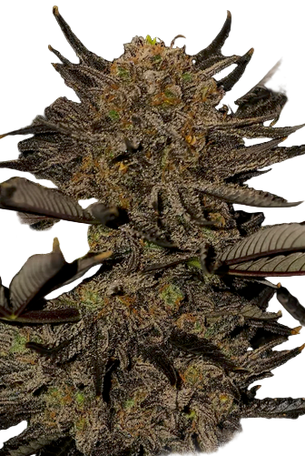 Close-up of a cannabis plant bud on a white background