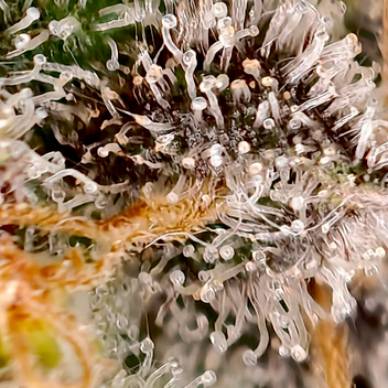 Close-up of a cannabis plant with trichomes on its surface