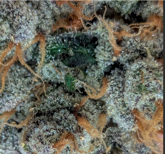 Close-up of a cannabis bud with green and orange trichomes.