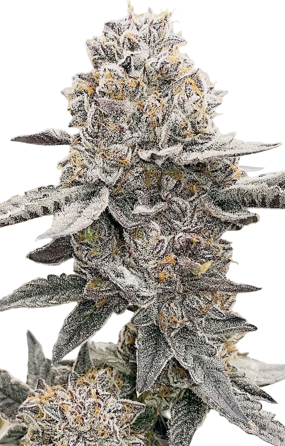 Close-up of a frost-covered cannabis plant on a white background